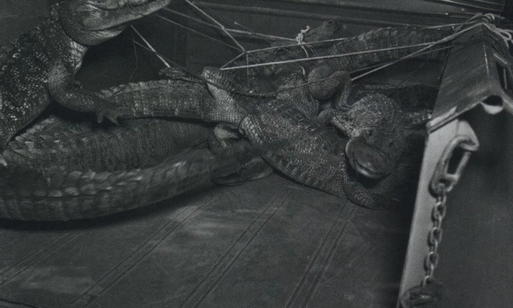 Η ανατριχιαστική ιστορία του ιδιοκτήτη μπαρ που τάιζε τους αλιγάτορές του με… ανθρώπους